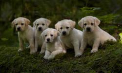AKC yellow Labrador Retriever Puppies American and Canadian Champion Sired.
We breed for Beauty and temperaments. We have 3 show puppy prospects from this litter. There are 4 males and 5 females available. These pups are the English type with blocky heads