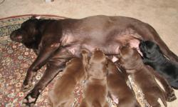 Pure bred Labrador puppies, Blacks and Chocolates ready to go home Sept 15th. &nbsp;Raised in home, Well socialized using SUPER PUPPY techniques, health guarantee, 1st shots, and vet checked. &nbsp;Champion Show and Field line. Established breeder since