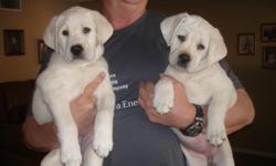 Beautiful Snow white Labrador Retriever pups. 8 weeks old and ready to meet their new families. They are AKC OFA OFE (hips and elbows) They have been vet checked, had their dew claws removed, first shots, wormed and are doing a fantastic job at potty