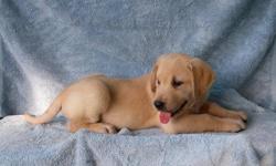 We have a lovely yellow litter of registered Labrador Retriever puppies for sale. They're big strong puppies and are ready for their new homes. They are guranteed against any genetic or hereditary problems for a period of one year and are up to date on