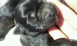 Black Labrador retriever puppies. Blocky heads, parents on site. 1 Black Female & 1 Black Male. They are all healthy and beautiful. Seven weeks old. Located in Santa Maria, CA. Purebred no papers. Family raised loving, mellow and playful. Great with