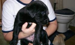2-black female labs left. dew claws removed, and vet checked. blocky heads. ready for their new homes.