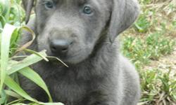 AKC "Charcoal" and "Silver" Lab pups 8 weeks 5-24-11
UTD Vac, dews removed, micro chipped, health guarantee.
4 charcoal males and 1 light silver male, 1 charcoal female
Pet // Limited AKC registration.
These pups are from great parents. The pups have good