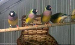 I have 2 very Lovely Black headed female Lady Gouldian finch.&nbsp; They are 50.00 each. I
also have some yellow back lady goulds at different prices.&nbsp; So come on over and have a
look and see what you like.&nbsp; Other finches also society and green