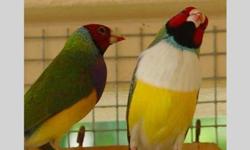 I have 30 young Lady Gouldian finches available for sale.&nbsp; They are Greenback with purple breast and a few with white breast.