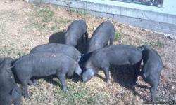 We have 6 large black weaned pigs ready to go to a new home.&nbsp; 5 females and 1 male.&nbsp; If you are not familiar with the Large Black Hogs check them out at www.largeblackhogs.com.&nbsp; This breed is awesome to raise and their meet is really