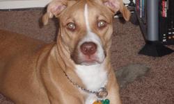 LOST MY 1 1/2YR OLD TAN FEMALE PIT MIX WITH HONEY COLORED EYES. THIN BUILD, 45 LBS. DOG IS VERY AFRAID OF PEOPLE AND SHY. LARGE REWARD FOR RETURN. PICTURE ON CRAIGSLIST.
614-316-3651 OR 614-589-7940
