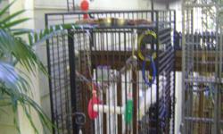 Large black bird cage with play pen top on wheels. Good for conures and up. Has three feeder dishes accessed from out side.&nbsp; Toys included.