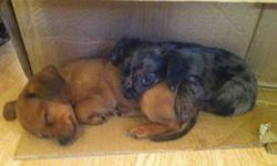 I have 1 Chaweenie puppies for sale. There was 4 in the litter all together. I have 1 female, she is 10 weeks old, eat dry puppy food, paper trained, dewormed, great with kids and other animals. They love to spend time outside, so the paper is mainly for