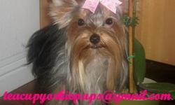"LEILA" (Lani's Female #2)
This Teacup Yorkie Female is very sweet, affectionate, and loving. She has a beautiful baby face and dark steel blue & gold coat. She comes from Champion bloodlines. Her Mom is 4.5 lb (AKC Champion sired) and Dad is 2 1/2 lb