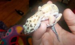 female leopard gecko. very friendly. never bites. Loves to clib allover:) No time for her anymore, looking to give her good home. comes with travel cage and box of 30 crickets. Must come get her as i do not like to ship animals.