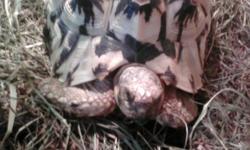 He is approx. 9.1/2 inches long and 6 1/2 inches wide Must have knowledge about this tortoise