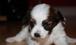 Meet Juliet, born 12/20/2010. She will be ready for her new home on February 1st. She is a Tri- Color CKC registered Papillon. Her dew claws have been removed and she will come up-to-date on all her shots. Shipping is $300.00 . If she must be shipped she