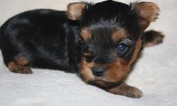 Are you looking for a Yorkie puppy with a fun loving personality, that will be a joy to live with, and looks that can (and will!!!) stop traffic? Are you looking to purchase your puppy from someone who is knowledgable about the breed, who will treat you
