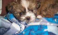 2 male Lhasa Apso Puppies left. 8 1/2 weeks old. Ready to go