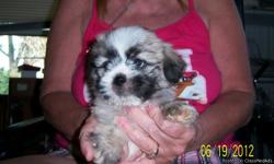 2 male Lhasa Apso have 1st shots doggy door trained 8 weeks