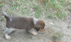 LIBBY'S LITTLE GIRL 2 IS A BEAUTIFUL OLD FASHION RED TICK BEAGLE THAT IS UKC REGISTERED. BOTH OF HER PARENTS ARE THE OLD FASHION RED TICKED BEAGLES AND ARE EXCELLENT RUNNING RABBIT DOGS AND CAN BE SEEN IF YOU PICK THE PUP UP FROM OUR HOUSE ( PARENTS ARE