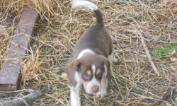 LIBBY'S MALE 2 IS THE OLD FASHION RED TICK BEAGLE THAT WAS BORN APRIL 29, 2011 AND IS UKC REGISTERED. BOTH OF HIS PARENTS ARE THE OLD FASHION RED TICKED AND CAN BE SEEN WHEN PICKING HIM UP ( BUT BOTH PARENTS ARE NOT FOR SALE ). THEY ARE BOTH EXCELLENT