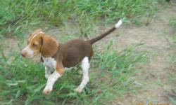 LIBBY'S MALE 3 IS THE OLD FASHION RED TICK BEAGLE THAT WAS BORN APRIL 29, 2011. HE IS UKC REGISTERED AND IS OUT OF VERY GOOD RUNNING RABBIT DOGS. BOTH OF HIS PARENTS ARE THE OLD FASHION RED TICKS AND CAN BE SEEN ON PREMISES. HE IS EASY TO HANDLE AND WILL