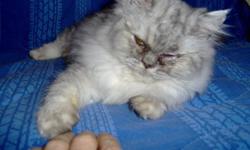 Death of a friend and parther of two licensed persian and himalayn cat catteries to close out one cattery and a move. Now is your chance to purchase a registered persian and himalayan kitten or breeding stock with champion to national winning bloodlines.