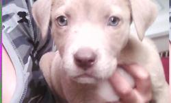 9 WEEKS OLD GOTTI RAZOR EGDE PIT PUPPY UTD ON SHOTS VERY FRIENDLY AND SWEET. 125 OR BEST OFFER