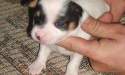 Lil Lik is a female rat terrier tri color mostly white with black eye patches. She is 2 weeks old born 1/17/11 and has just opened her eyes and had her first worming. Her dam is a tri color type B tuxedo natural bob tail and her sire is a mini type A tri