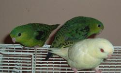 Baby Lineolated parakeet for sale. 2 green $125.00 and one Creamino $200.00.Located in New Jersey please call A. Willoughby (201)434-7728.
SERIOUS INQUIRY ONLY!!