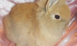 I have male and female lionhead babies 8 wks. old