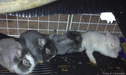 I have four lionhead bunny rabbits that I am looking to give away. They are very young, playful and friendly.
