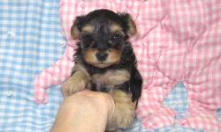 Yorkipoos are the #1 designer dogs and for good reason. The have cute teddy bear faces and will look like a puppy forever. They are calmer and easier to train than a pure yorkie. I have been breeding and showing AKC reg. Yorkshire Terriers and Toy poodles