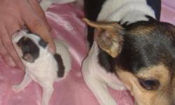 Little Love is a female toy tri color rat terrier. She was born 1/22/11 and has just opened her eyes and had her first worming. She will have all wormings and shots before leaving. Her dam is a toy tri color type A natural bob tail and her sire is a mini