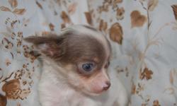 Lola is a long coat white and lavender tiny toy CKC ready for new home all pups come with puppy kit 1st shot and wormed please go to web for more info (cash only)
www.trishstinychihuahuas.com