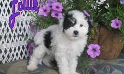 This is Lollie! She is one of the Designer Breeds, a Female Maltipoo.She has beautiful Black & white coat. She was born on April 19, 2011. This little sweet heart will make you fall head over heels in love with her.She will come home with you, with shots