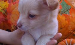 Looking for a home for the Holiday's.
Cream / Fawn color with a little white in spots. Born 09/14/10 Very soft, long coat-deer head Chihuahua. Will be around 5-6 pounds full grown. Will come with registration papers,vet check, first round of shots,toys