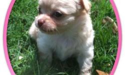 Just Born 03-19-11
Female - Long Hair - Fawn w/ little white colored Chihuahua.
I will take a non refundable deposit of $150.00 to hold and you can pay in full when she is ready to go to her forever home around May 14th. I live in Allen, Texas (DFW