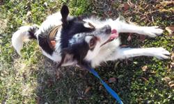 He's name is Pinto. He's a pretty big long hair chihuahua mix. He is about 4-5 years. He is a wonderful dogs. He gets along with dogs and cats. He is an awesome, playful, and well super energetic dog. He gets along with kids. He is the best dog in the