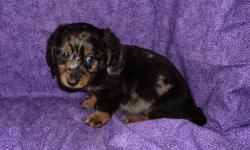 I have two silver dapple males $200 and one black tan female $300. They come with a health guarantee, pedigree, UTD shot record, papers, puppy packet and more.