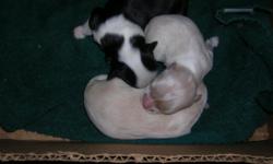 1 black and white male
1 cream and white female
10 weeks old
Call 712-249-3487 if interested