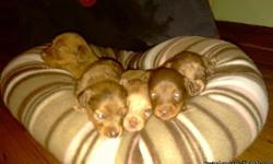 11 week old long haired dachshunds 1 female 2male all have either blue or green eyes
