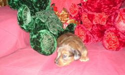 Sweet loveable puppies 2 males and 1 female. red and rust and black and tan dapple.
Shots, wormed and a vets health cert.ready Dec.14th. taking deposits.
Crate trained and are also be litter trained, this is great for people in apartments.
Micro chips on