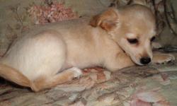 Longhair chihuahua female,9 weeks old.Little girl puppy is light cream color with white markings to her head,chest and paws.Puppy is a pure breed,her mother is a deer head shorthair chihuahua and her father is an apple head longhair chihuahua.Parents on
