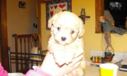 We have a litter of three adorable Malti-poos. There are two females and one male. All are very small. Dad is a 3.11 lbs tiny toy poodle and Mom is a 5 lb Malti-poo so the puppies are actually 3/4 poodle and 1/4 Maltese. They are very mellow pups. They