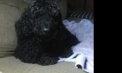 Must be under a year old, pure breed, not spayed,and papers not needed. I have a male of the same asking, looking for a companion. Will pay some cash, but in no way, full price from a breeding mill. I have had poodles for over thirteen years now, and just