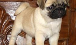I'm looking for a free female pug puppy, please contact me @ emily_cobia@yahoo.com