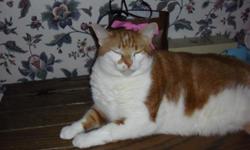 6 year old male tabby cat. Orange/White. Needs a good home only!!!!