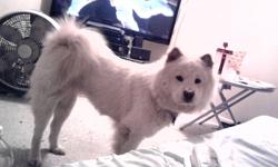 I have a female cream/tan chow chow she is full blooded up to date on all of her shots very healthy. She is registered to the (NAPDR) North American Purebred Dog Registry and we are looking for a full blooded male chow chow to mate her with any color is