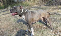 IM LOOKING FOR A STUD AMERICAN PITBULL TERRIER TO BREED WITH MY . MY FEMALE AMERICAN PITBULL TERRIER SHE'S A PURPLE RIBBON BLUE BRINDLE THAT IS REG. ADBA WITH 7 GEN. PEDIGREE. SHE IS VERY SWEET TEMPERMENT AND HAS BEEN RAISED AROUND CHILDREN. WILLING TO