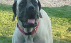 I have a 4yr old Female Fawn English Mastiff. Looking to breed in August 2011. Please respond with any info on a possible English Mastiff stud.