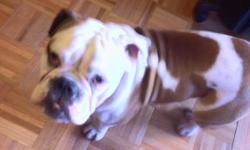 I have a young, active, energetic, lively Male English Bulldog. He is a pedigree dog and his parents are championship dogs.
I am looking to find him a Pure Breed Female English Bulldog as a girlfriend for my dog.
Please contact John David at 786-227-2667