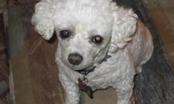 I have a 6 year old male toy poodle. Looking to breeding in exchange for a male pup. please help !